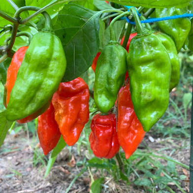 Naga chilli Seed image