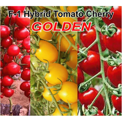 Naomi Seed F-1 Hybrid Tomato Cherry GOLDEN 50 Pcs Seed image