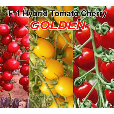 Naomi Seed Hybrid Tomato Cherry Yellow 50 Pcs Seed image