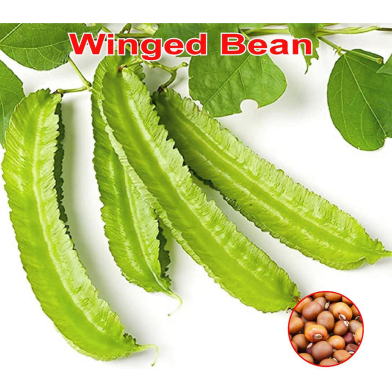 Naomi Seed Winged Bean 5 gm image