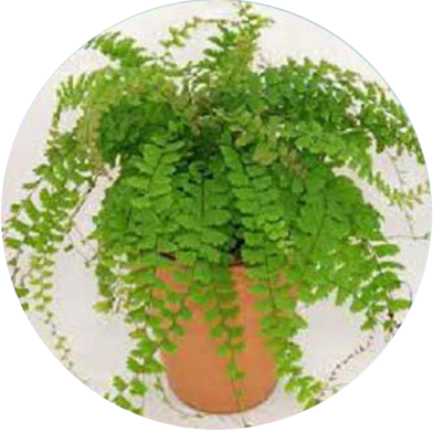 Natural Adiantum Capillus Bonsai 30 Pcs Seeds image