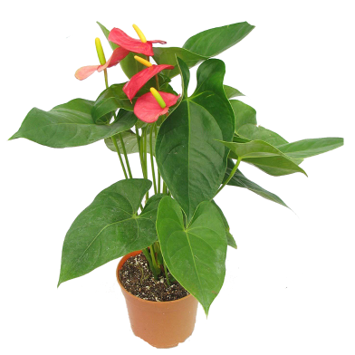 Natural Anthurium Bonsai Seeds - 10 Pcs image