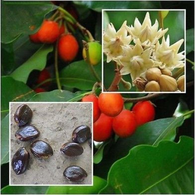 Natural Bakul Bud Flower Seeds - 10 Pcs image