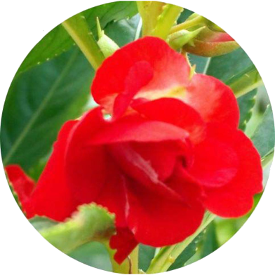Natural Balsam Flower Seeds - 30 Pcs image