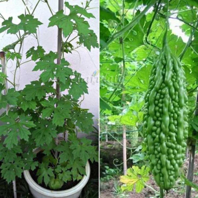 Natural Balsom Bitter 10 Pcs Seeds image