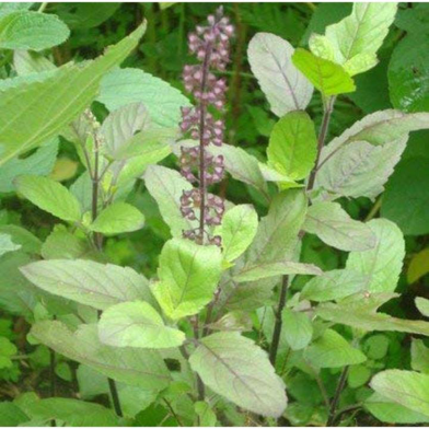 Natural Basil Tulsi 20 Pcs Seeds image