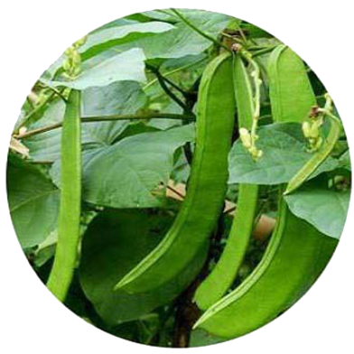 Natural Bean 5 Pcs Seeds image