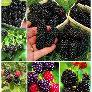 Natural Black Mulberry Seeds - Dwarf 30 Pcs image