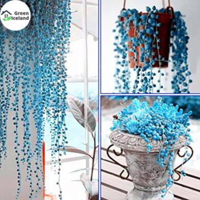 Natural Blue Pearl Chlorophytum Bonsai Tree Seeds - 10 Pcs image