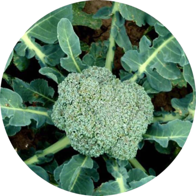 Natural Broccoli Seeds - 10 Pcs image