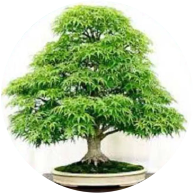 Natural Chinese Juniper Tree Bonsai Seeds -30 Pcs image