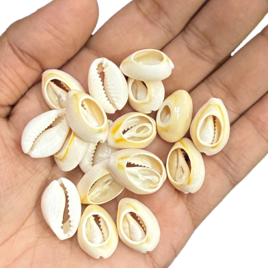 Natural Cowrie Shell Beads For Jewelry Making And Craft 10Pcs image