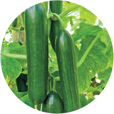 Natural Cucumber Seeds - 30 Pcs image