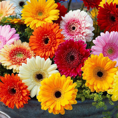 Natural Global Gerbera Daisy Flower Hybrids Mixed Seeds - 10 Pcs image