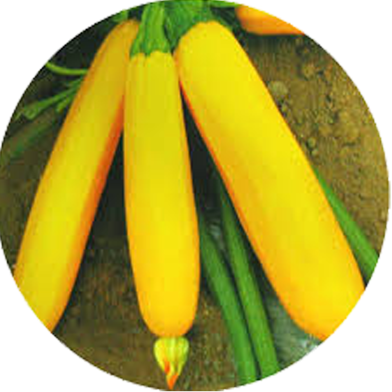 Natural Gold Squash Seeds - Dwarf 5 Pcs image