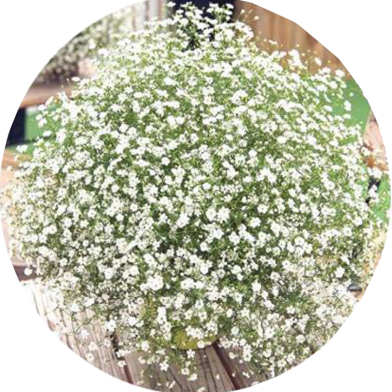 Natural Gypsy Flower Seeds - 50 Pcs image