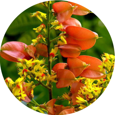 Natural Koelreuteria Tree Potted Bonsai - 20 Pcs Seeds image