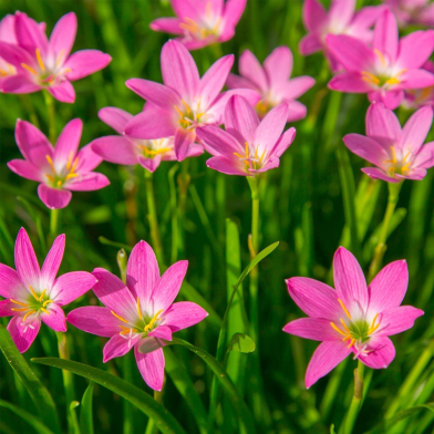 Natural Mixed Zephyranthes Lily Flower Bonsai 10 Pcs Seeds image