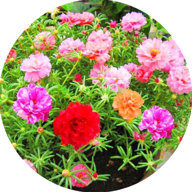 Natural Perennial Flower Seeds - Dwarf 30 Pcs image