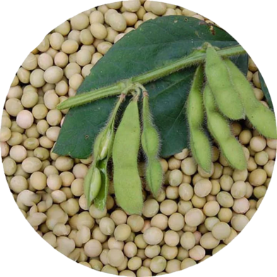 Natural Soybean Tree Seeds - 20 Pcs image