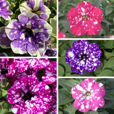 Night Sky Mix Petunia Seeds -25 Plus image