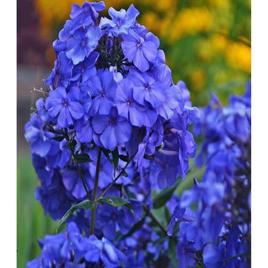 Nil Chita Seed image