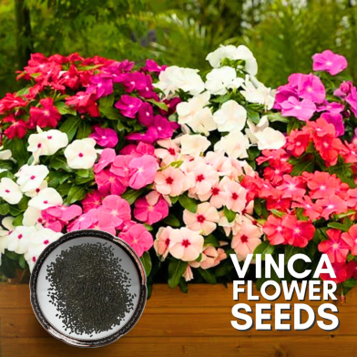 Noyontara Vinca Cora Flower Mixed Colour -15 Pcs Seeds image