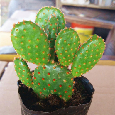 Opuntia Microdasys Cactus Seeds 30 Pcs image