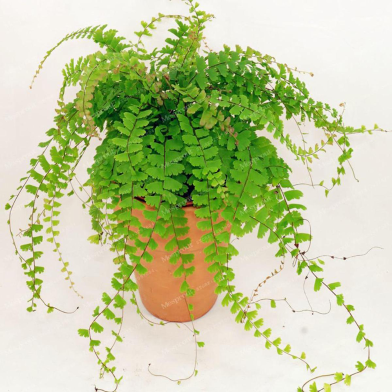 Organic Adiantum Capillus Bonsai Seeds - 20 Pcs image