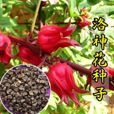 Organic All Season Sour Fruit/ Red Hibiscus Roselle Seeds 10 Plus Pcs image