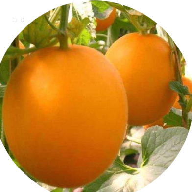 Organic Bali Shi Textured Sweet Bonsai Seeds - 50 Pcs image