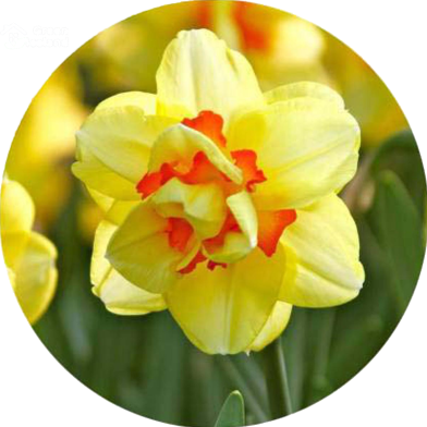 Organic Daffodil Flower Seeds - 10 Pcs image