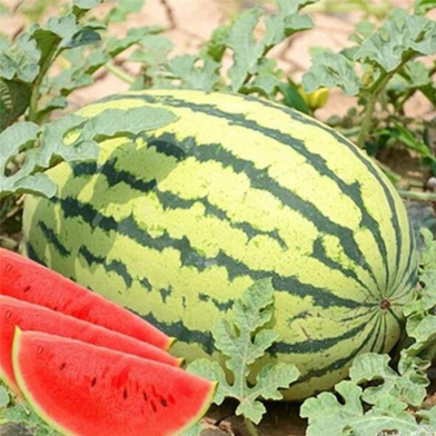Organic Hybrid Watermelon image