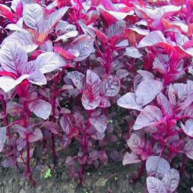 Organic Lal Shak / Red Spinach Seeds - 1000 Pcs image