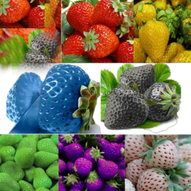 Organic Mix Strawberry Seeds - 30 Pcs image