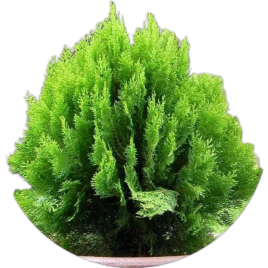 Organic Pabon Jhau Tree Seeds - 50 Pcs image