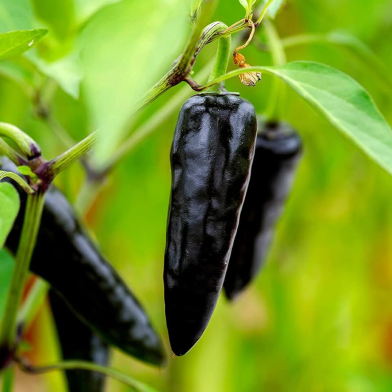 Organic Spicy Black Chili Seeds - 20 Pcs image
