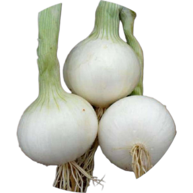 Organic White Onion Seeds - 70 Pcs image