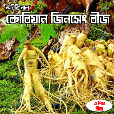 Original Korean Ginseng Chinese Hardy Panax Ginseng Korea Bonsai King Herbs High-Nutrition Vegetable Seeds-3 Pcs image