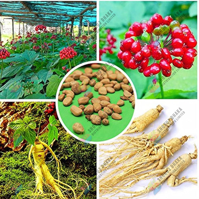 Original Korean Ginseng Chinese Hardy Panax Ginseng Korea Bonsai King Herbs High-Nutrition Vegetable Seeds-3 Pcs Slide 2