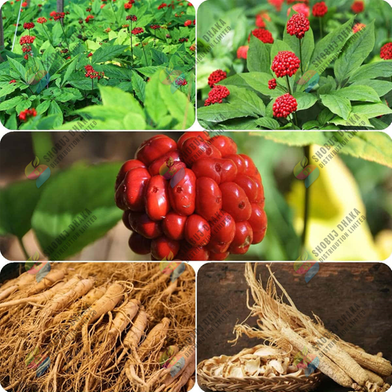 Original Korean Ginseng Chinese Hardy Panax Ginseng Korea Bonsai King Herbs High-Nutrition Vegetable Seeds-3 Pcs Slide 3