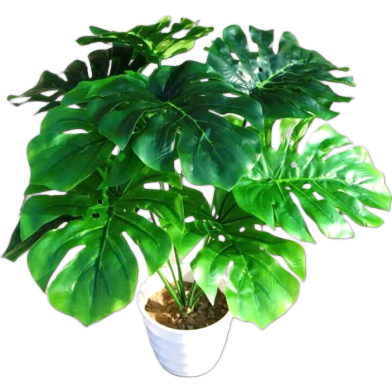 Palm Turtle Leaves Seeds - 30 Pcs image