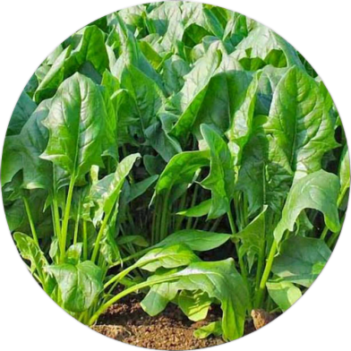 Palong Shak/Spinach - 30 Pcs Seeds image