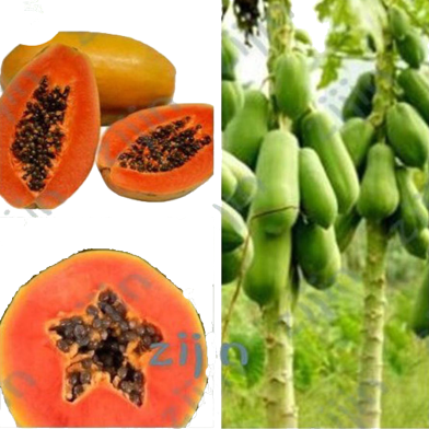 Papaya Seeds - 10 Pcs image