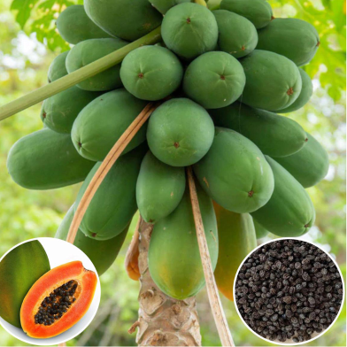 Papaya Seeds (Perennial Hybrid Variety) - 25 Plus Pcs image