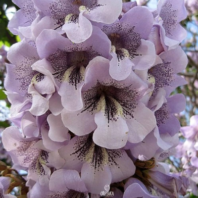Paulownia Tree - 20 Pcs Seeds image