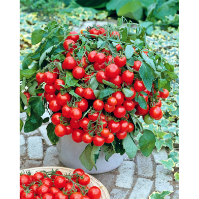 Pearl Tomato Mini Cherry Seeds 30 Pcs image