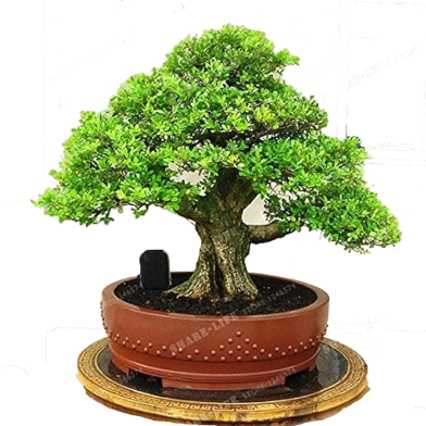 Perennial Bonsai Tree -15 Pcs Seeds image