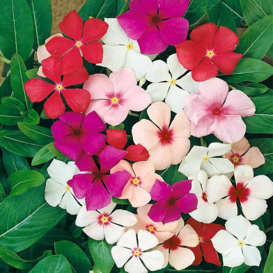 Periwinkle Bonsai Mixed Color Seeds 100 Pcs image