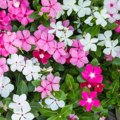 Periwinkle Bonsai Mixed Color Seeds 20 Pcs image